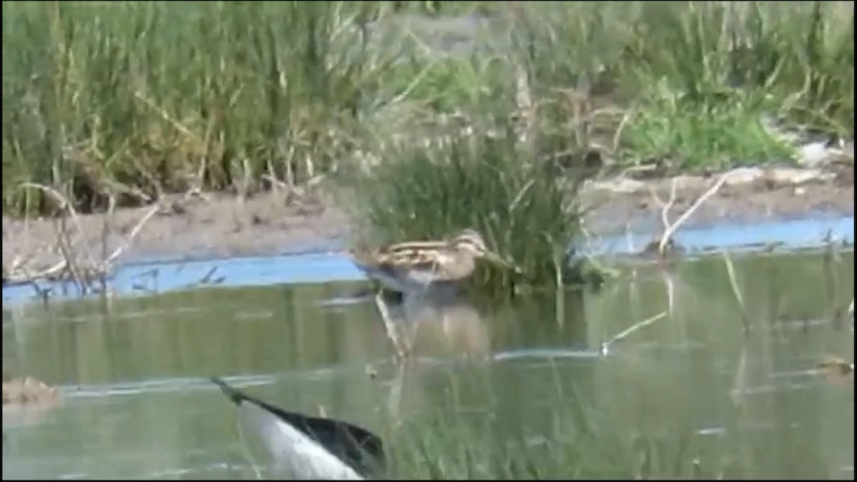 Jack Snipe - ML617670997