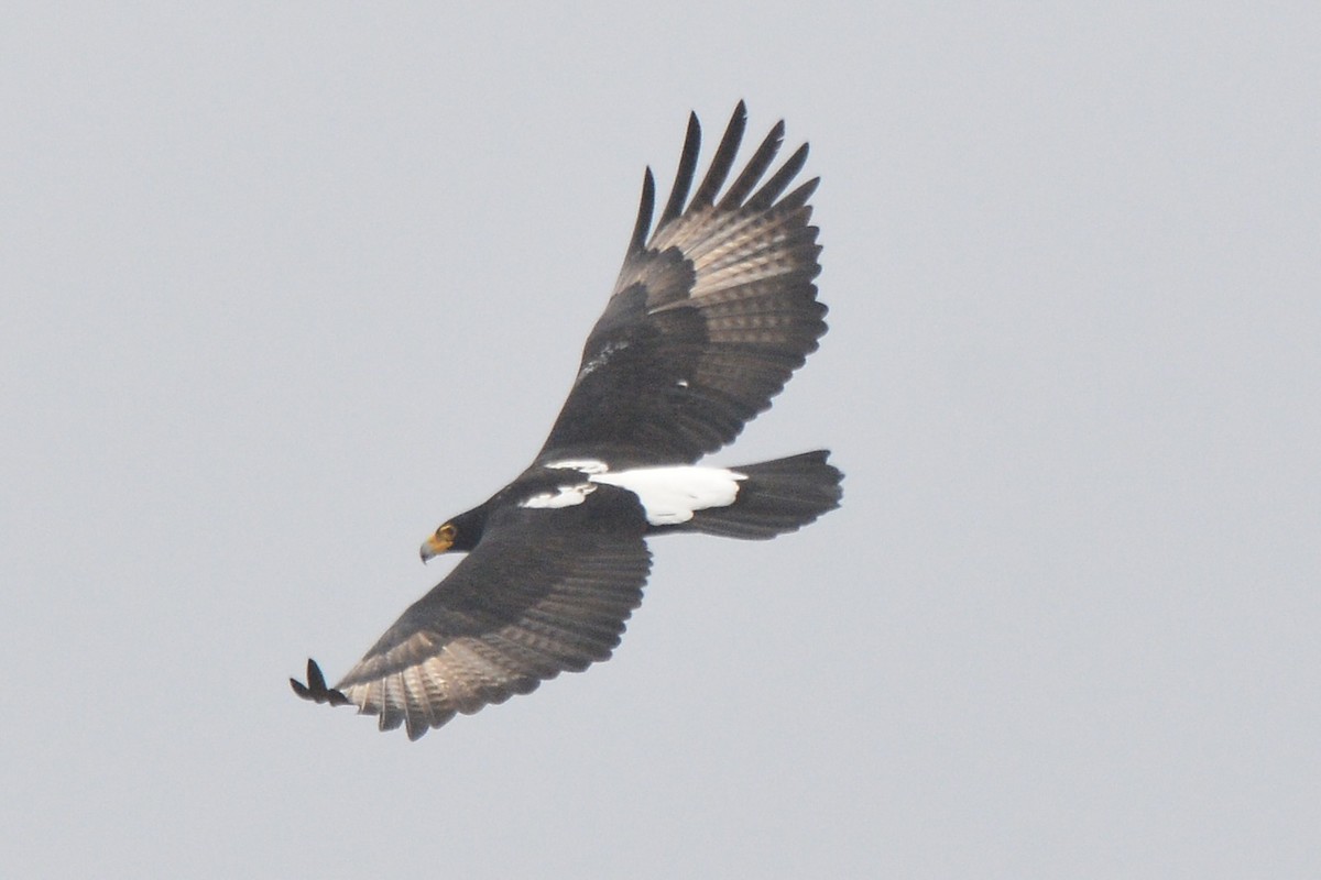 Verreaux's Eagle - Sarel Snyman
