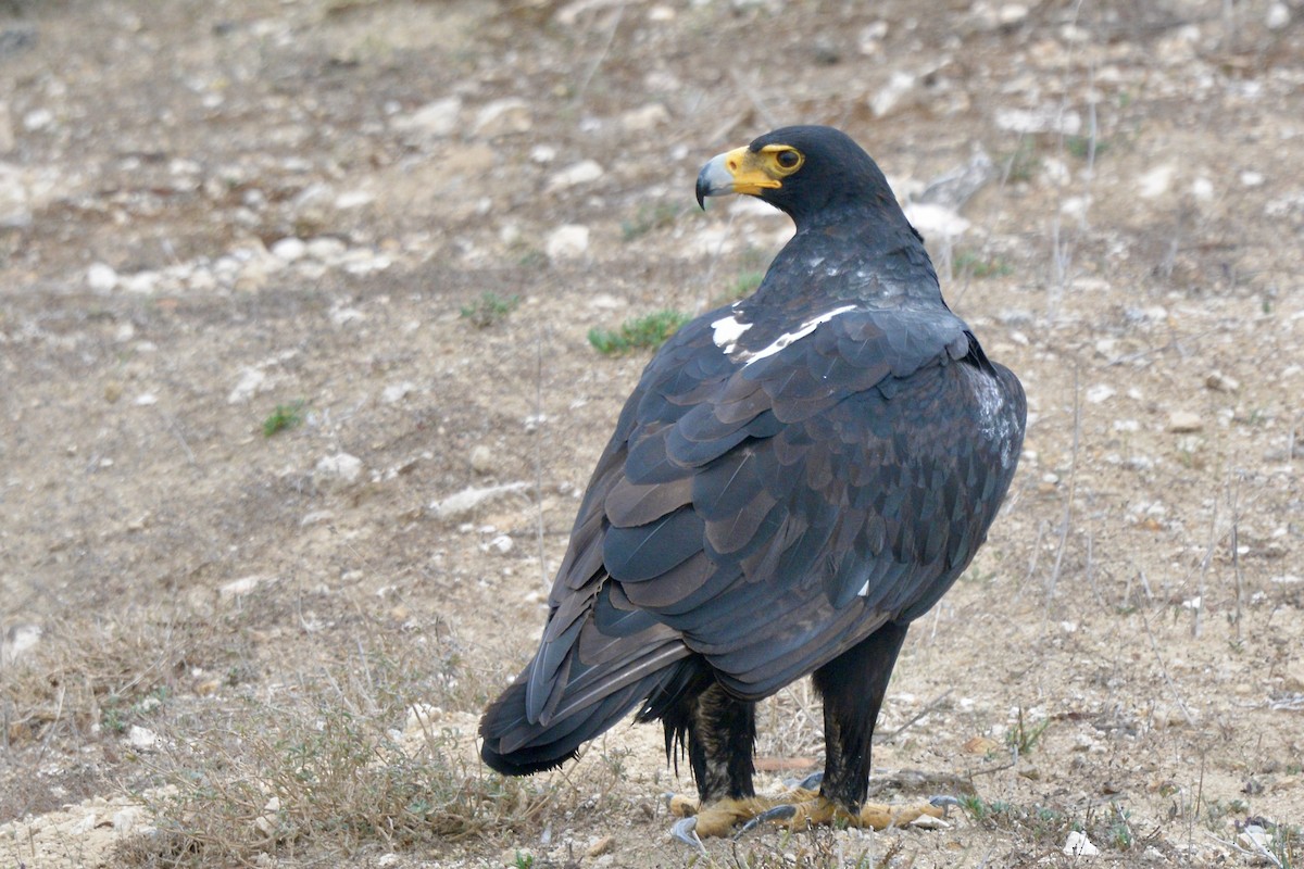 Verreaux's Eagle - Sarel Snyman