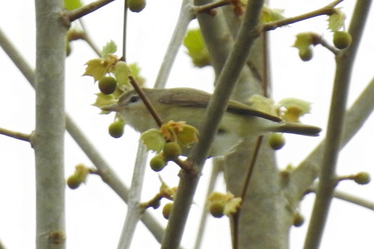 Warbling Vireo - ML617671130