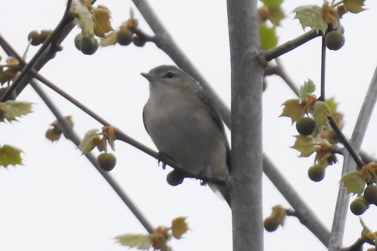 Warbling Vireo - ML617671135