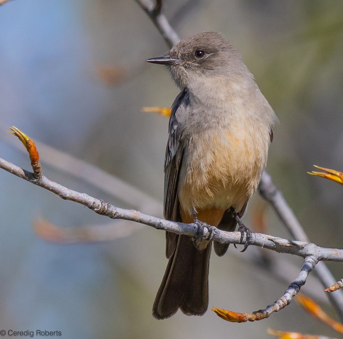 Say's Phoebe - ML617671156