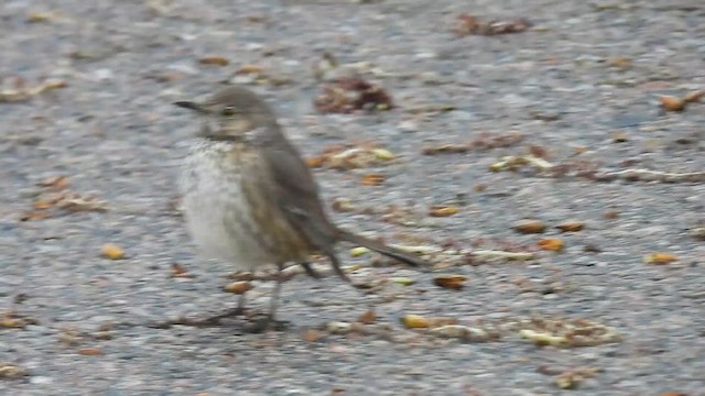 Sage Thrasher - ML617671164