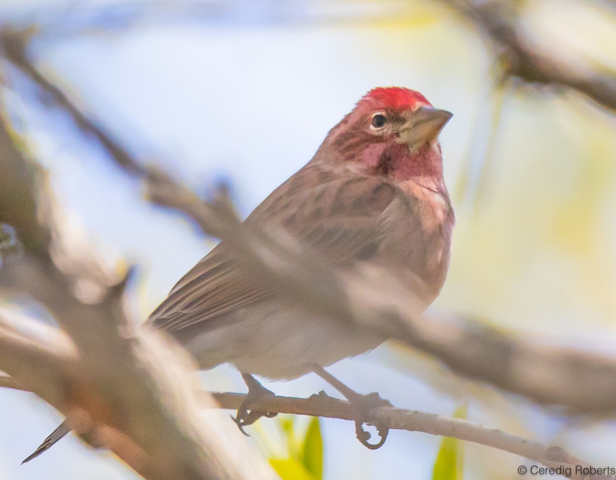 Cassin's Finch - Ceredig  Roberts