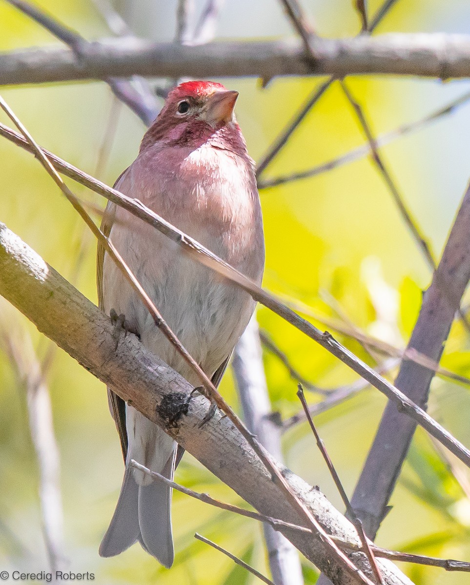 Cassin's Finch - Ceredig  Roberts