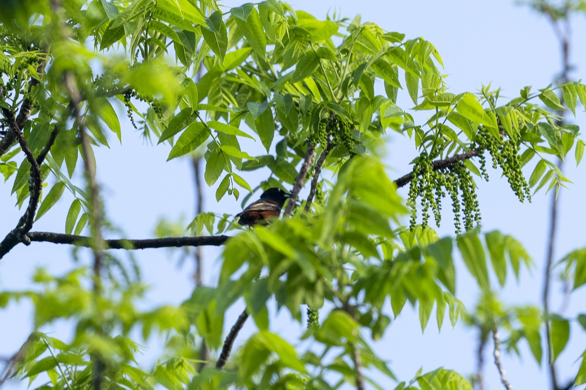 Orchard Oriole - Paul Beerman