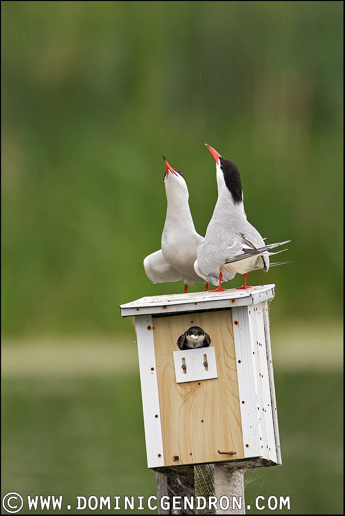 Tree Swallow - ML61767121