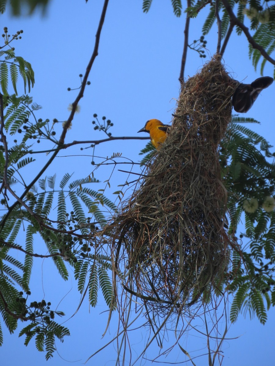 Oriole à gros bec - ML617671239