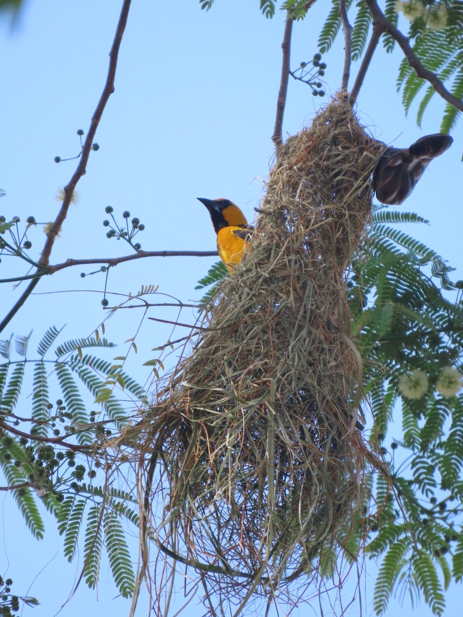 Oriole à gros bec - ML617671240