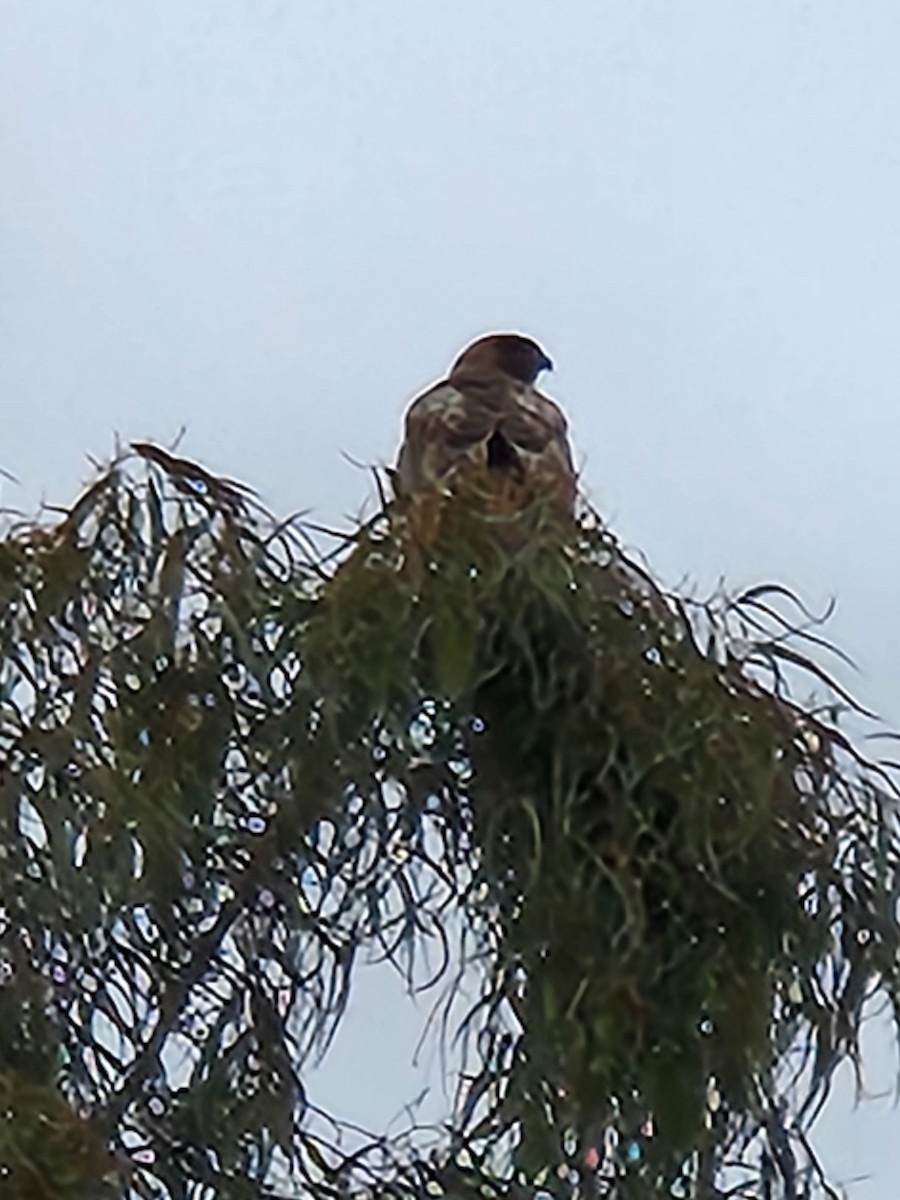 Red-tailed Hawk - Cheryl Stavana