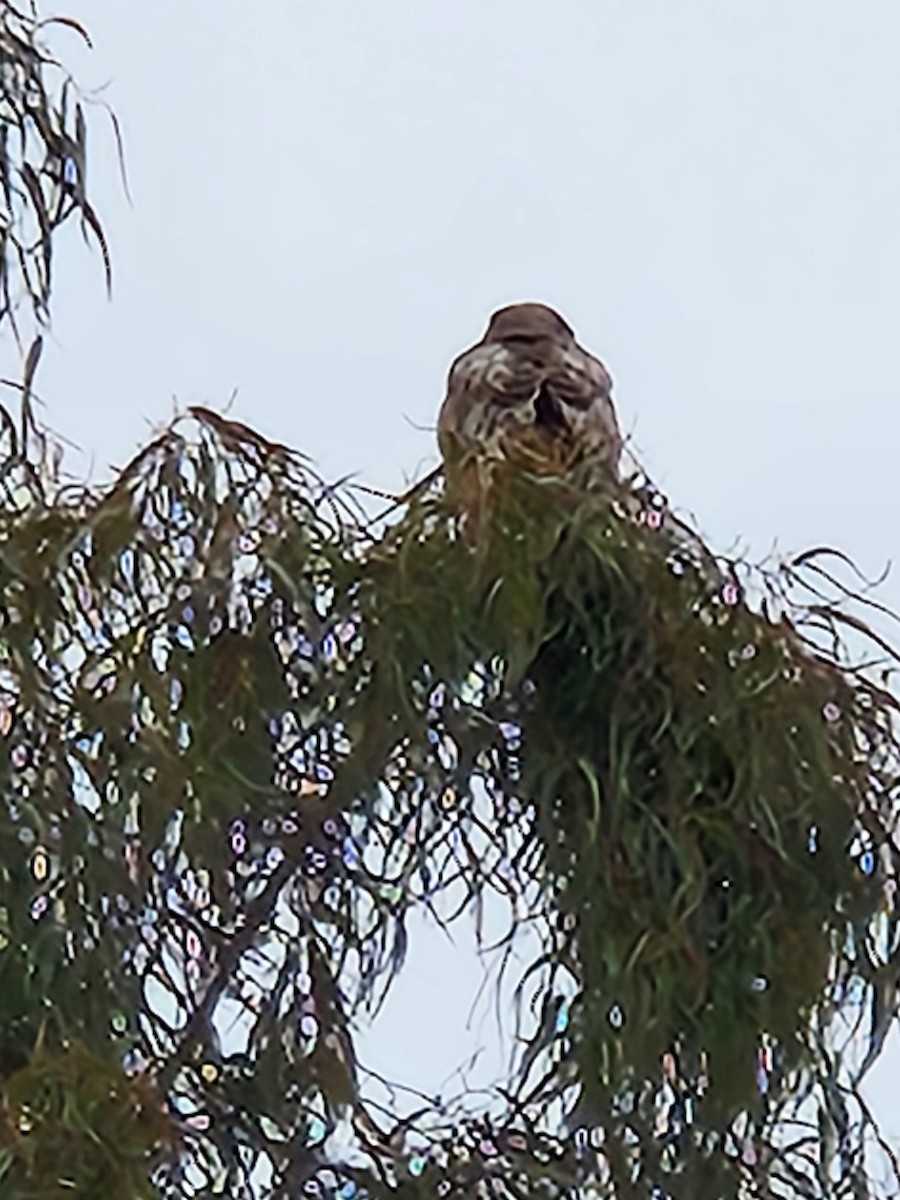 Red-tailed Hawk - ML617671254