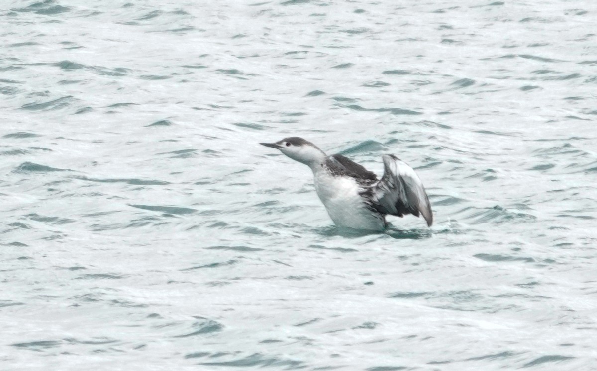 Red-throated Loon - Paul Prior