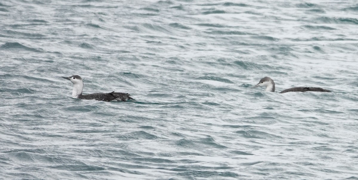 Red-throated Loon - Paul Prior