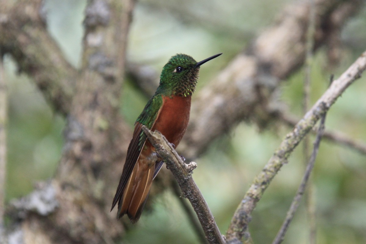 kolibřík peruánský - ML617671263