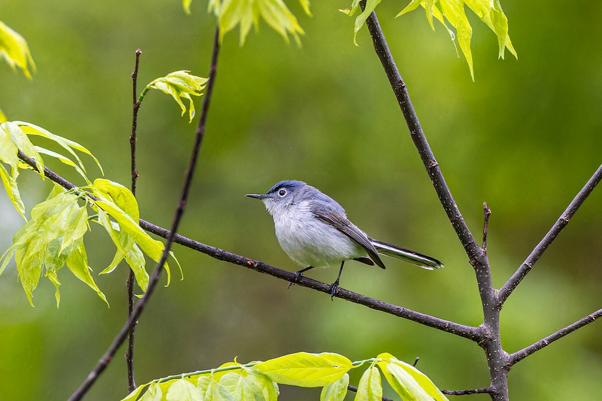 Blue-gray Gnatcatcher - ML617671264