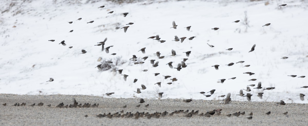 Dark-eyed Junco - ML617671272