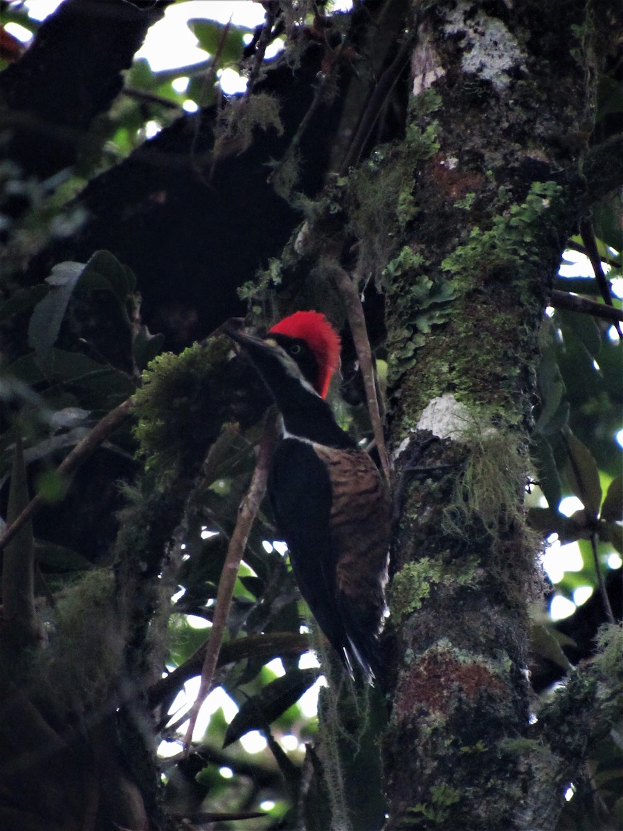 Powerful Woodpecker - ML617671312