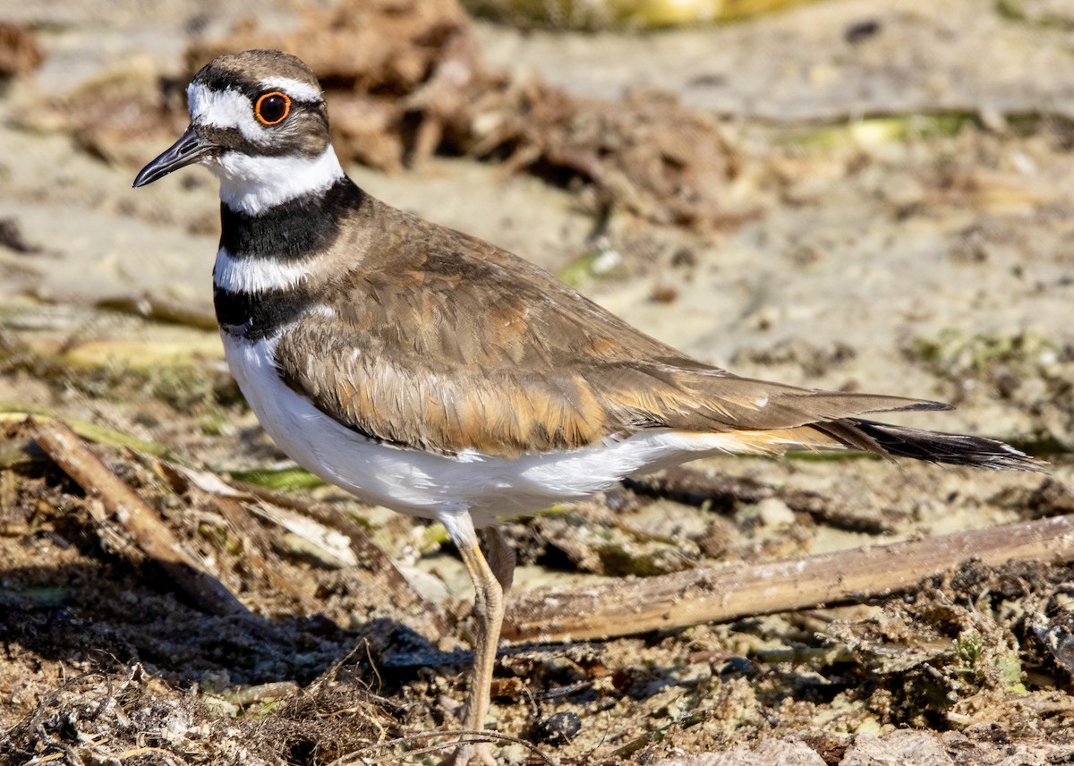 Killdeer - ML617671333