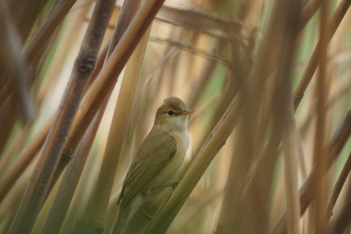 Common Reed Warbler - ML617671364