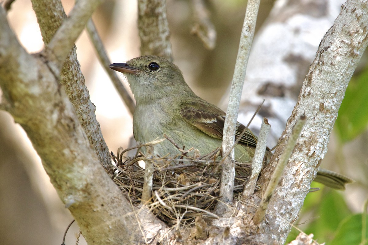 Caribbean Elaenia - Dimitris Salas