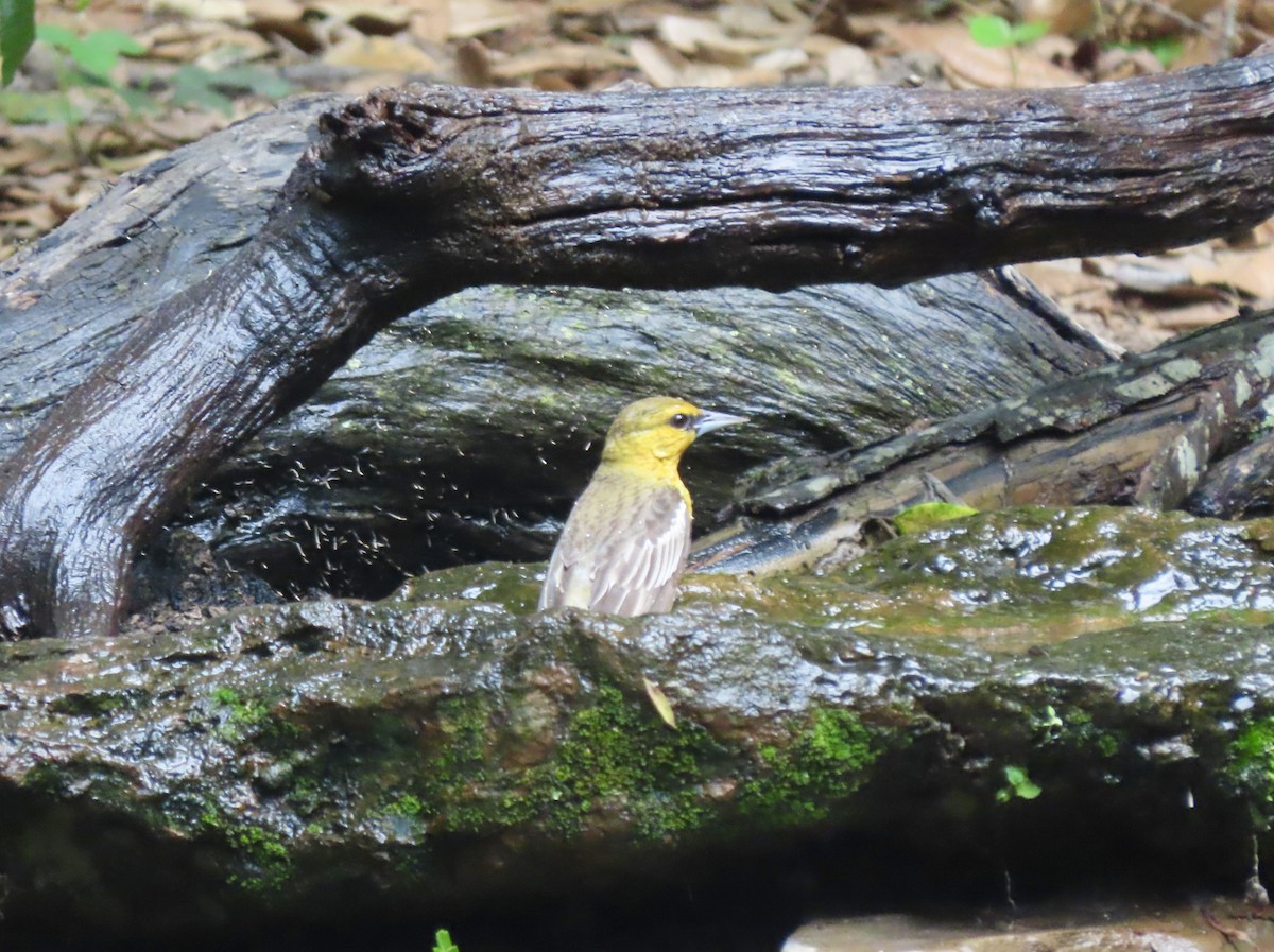 Bullock's Oriole - Bonnie Berard