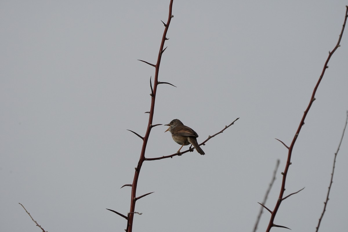 Greater Whitethroat - ML617671392