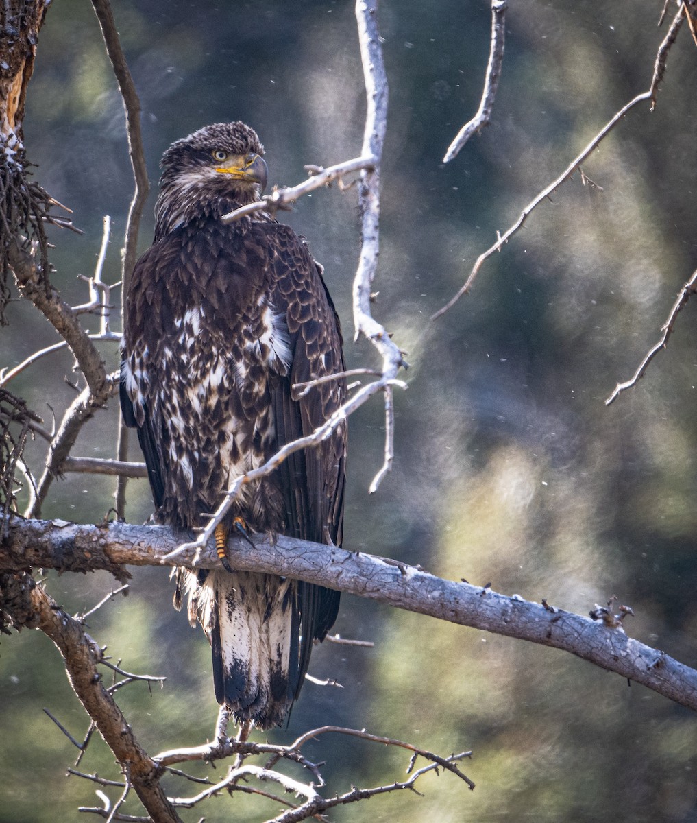 Bald Eagle - ML617671411