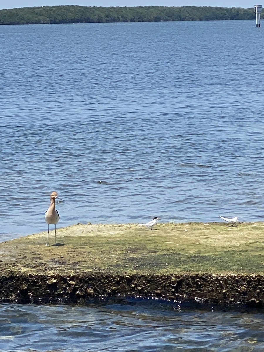 Avoceta Americana - ML617671419