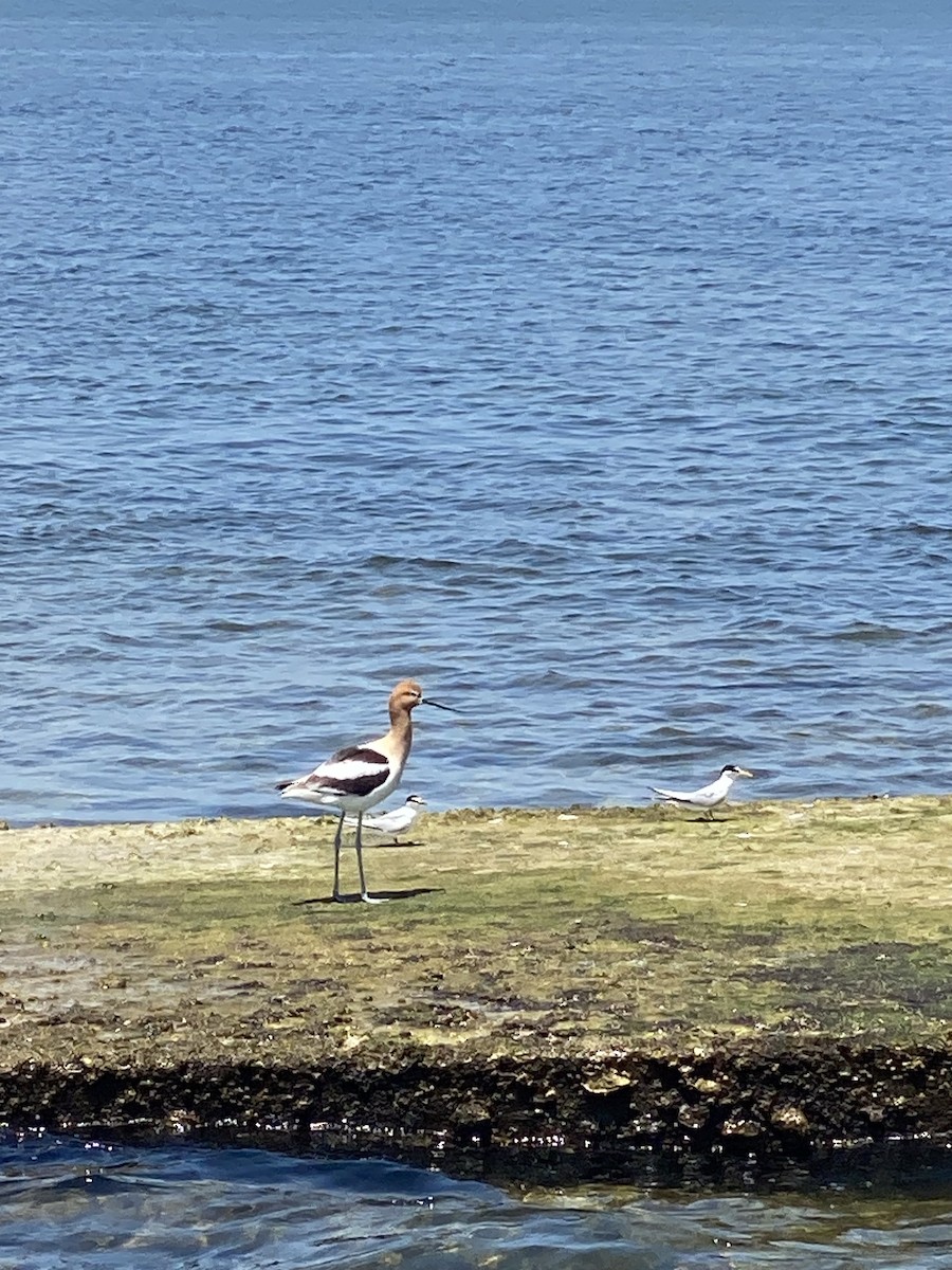 Avoceta Americana - ML617671421