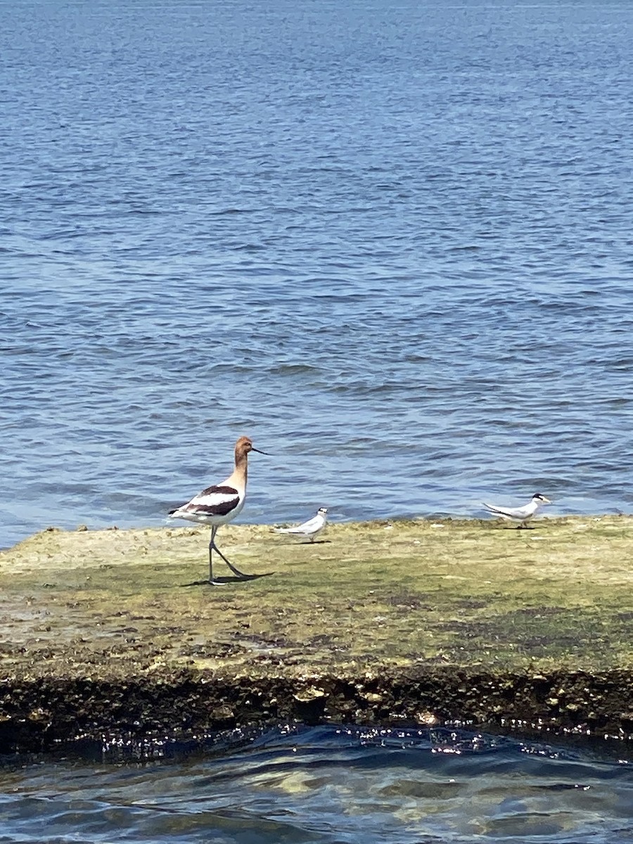 Avoceta Americana - ML617671422