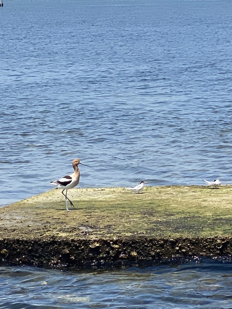 Avoceta Americana - ML617671423