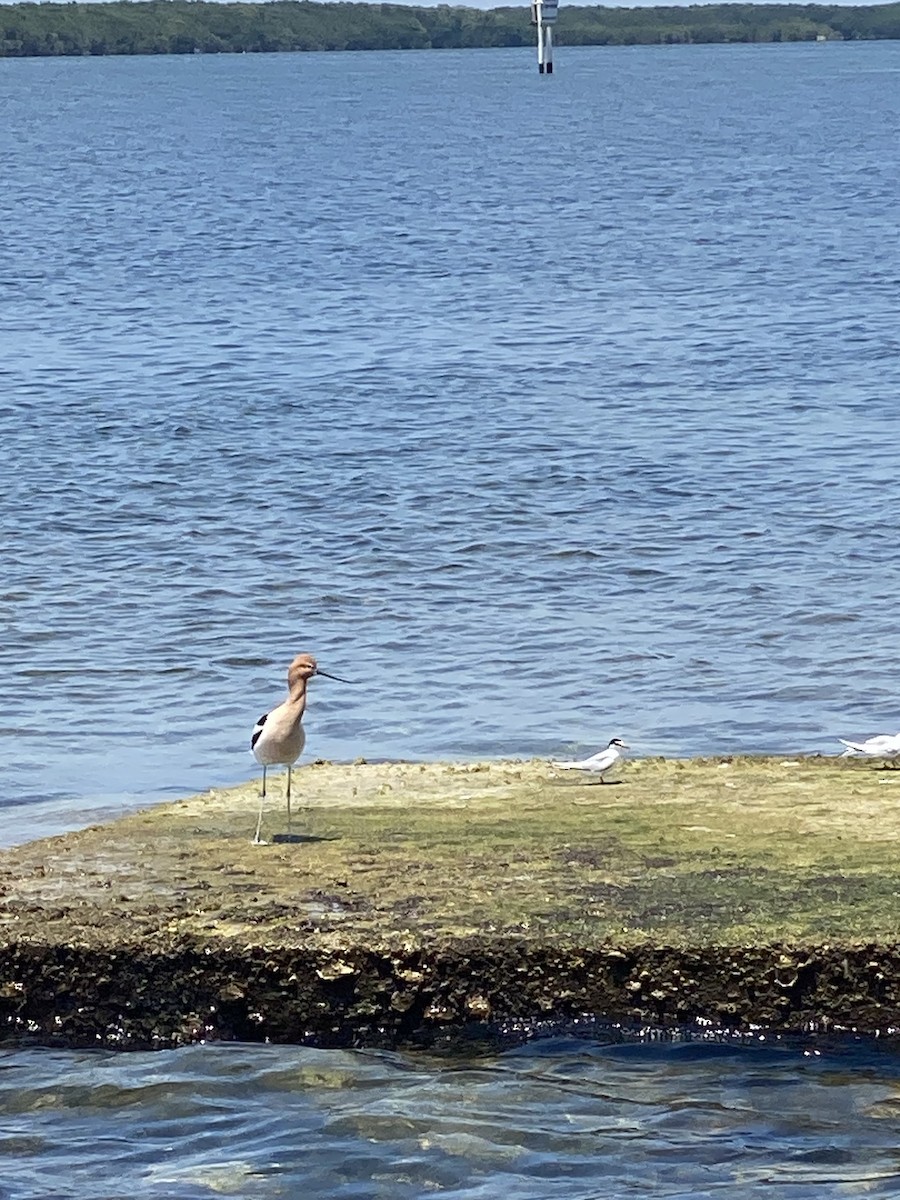 Avoceta Americana - ML617671424