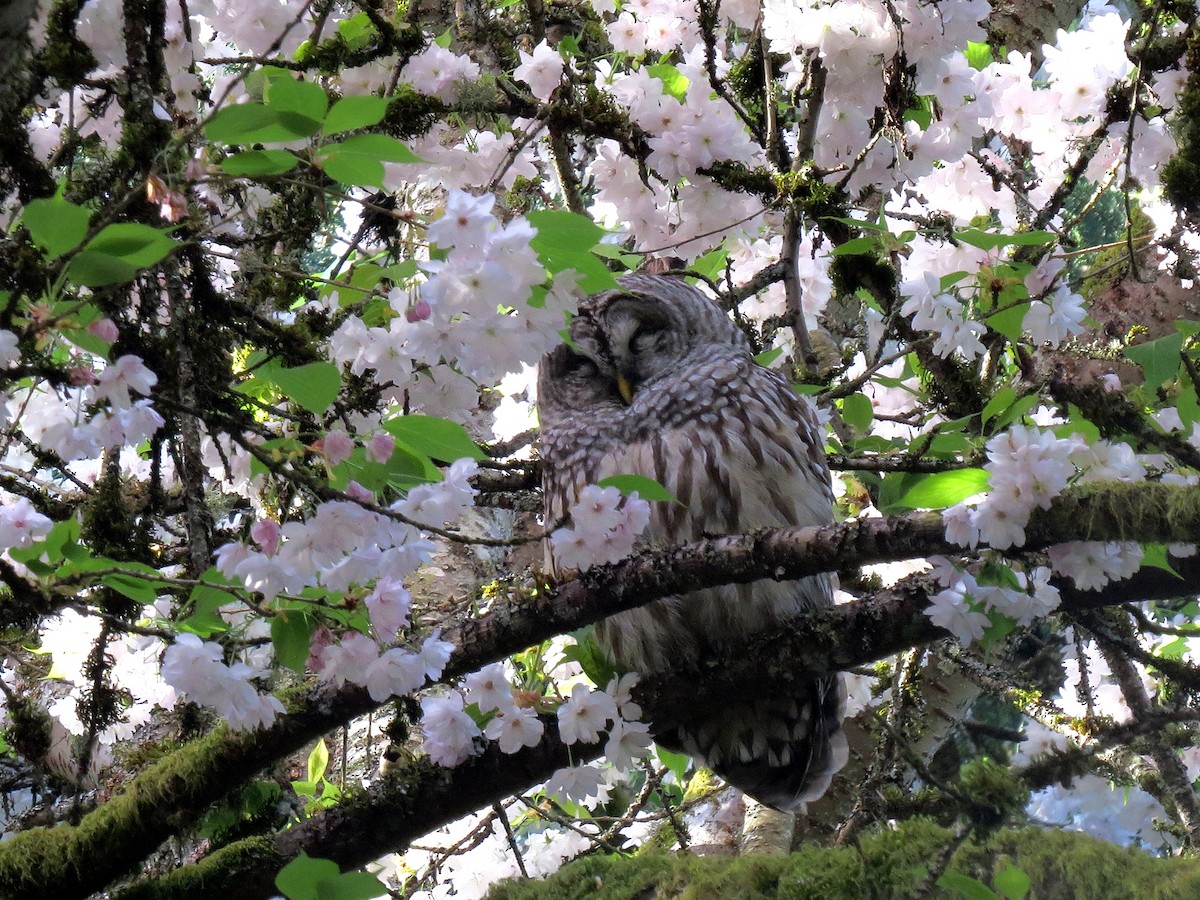 Barred Owl - ML617671459