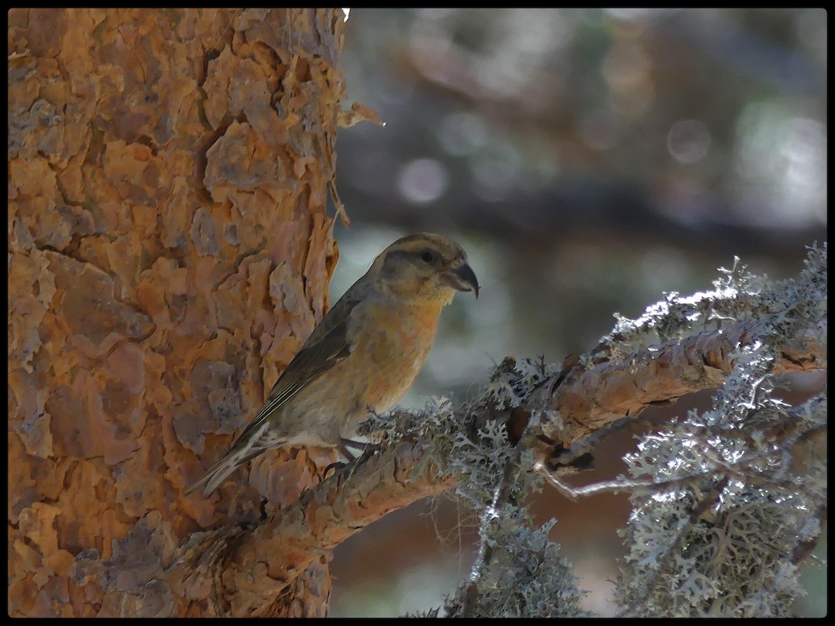 Red Crossbill - Tino Fernandez