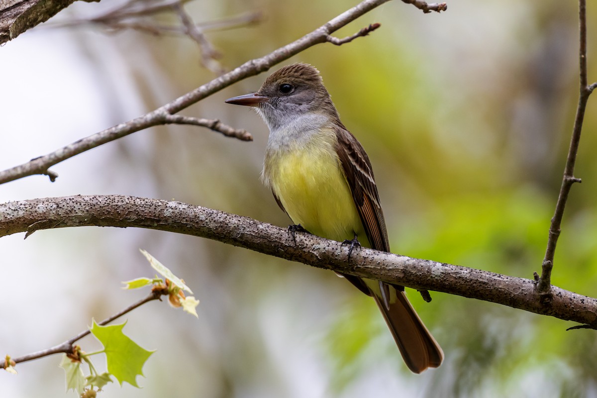 Great Crested Flycatcher - ML617671469