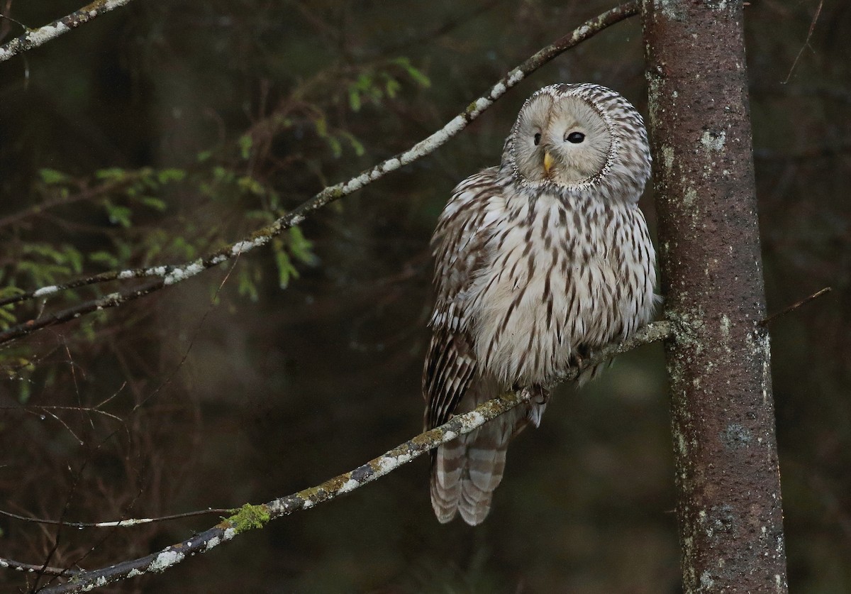 Ural Owl - ML617671482