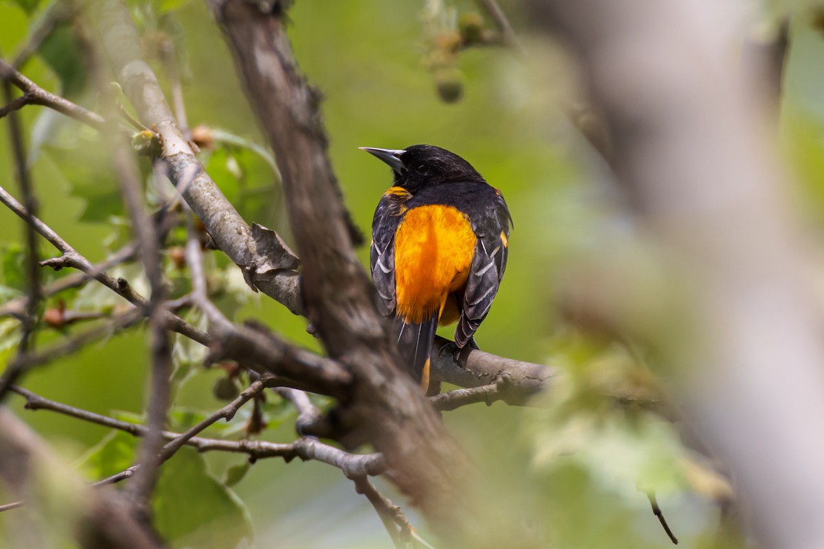 Orchard Oriole - ML617671486