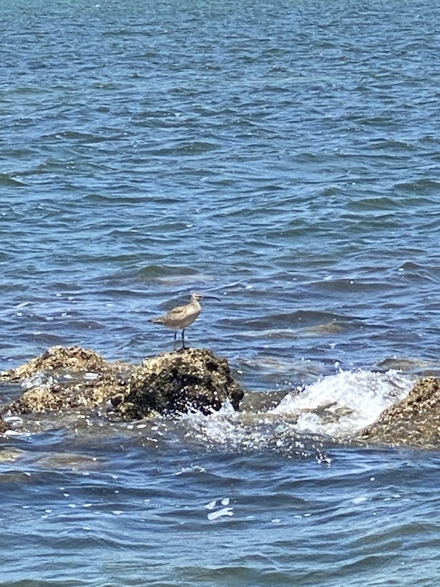 Whimbrel - ML617671491