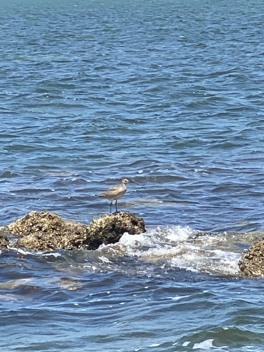 Whimbrel - ML617671492