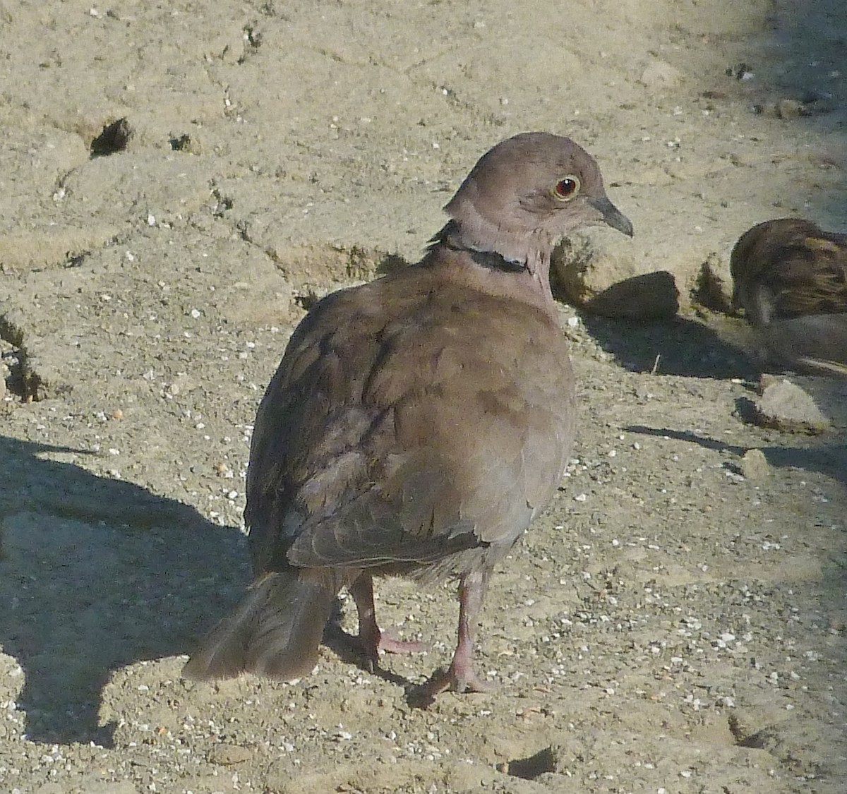 Eurasian Collared-Dove - ML617671506