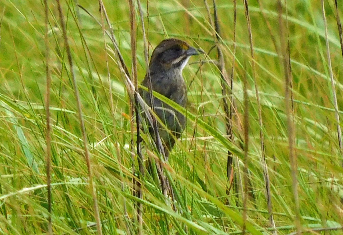 Seaside Sparrow - Kathy Rhodes