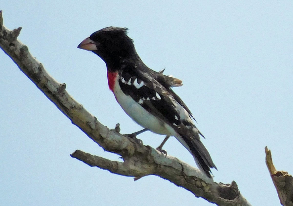 Rose-breasted Grosbeak - Kathy Rhodes