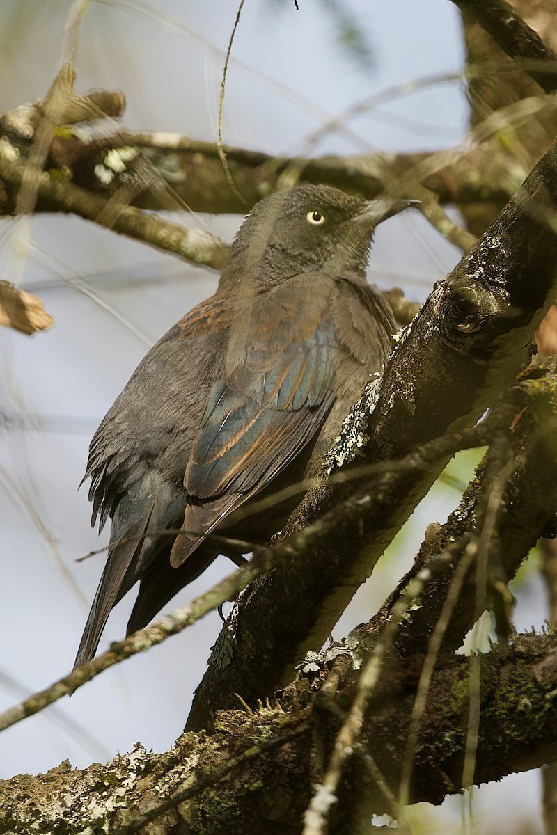 Rusty Blackbird - R. Stineman