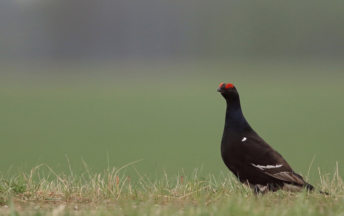 Black Grouse - ML617671532