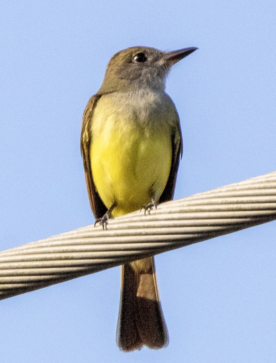Great Crested Flycatcher - ML617671555
