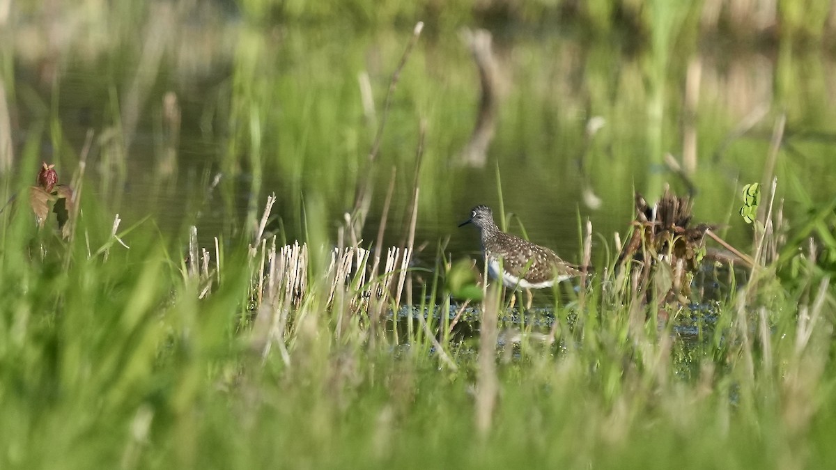 Solitary Sandpiper - ML617671581