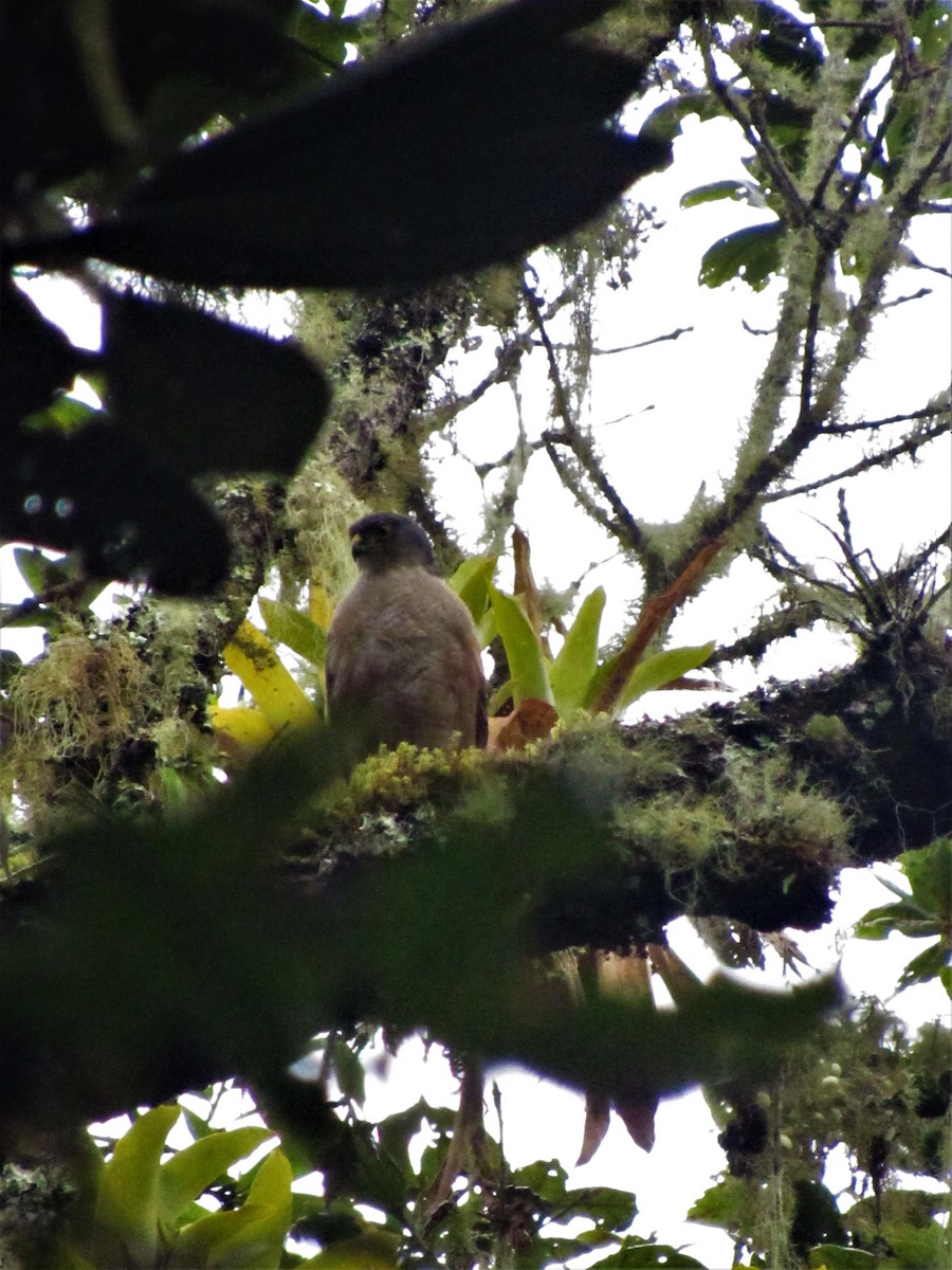 Sharp-shinned Hawk - ML617671582