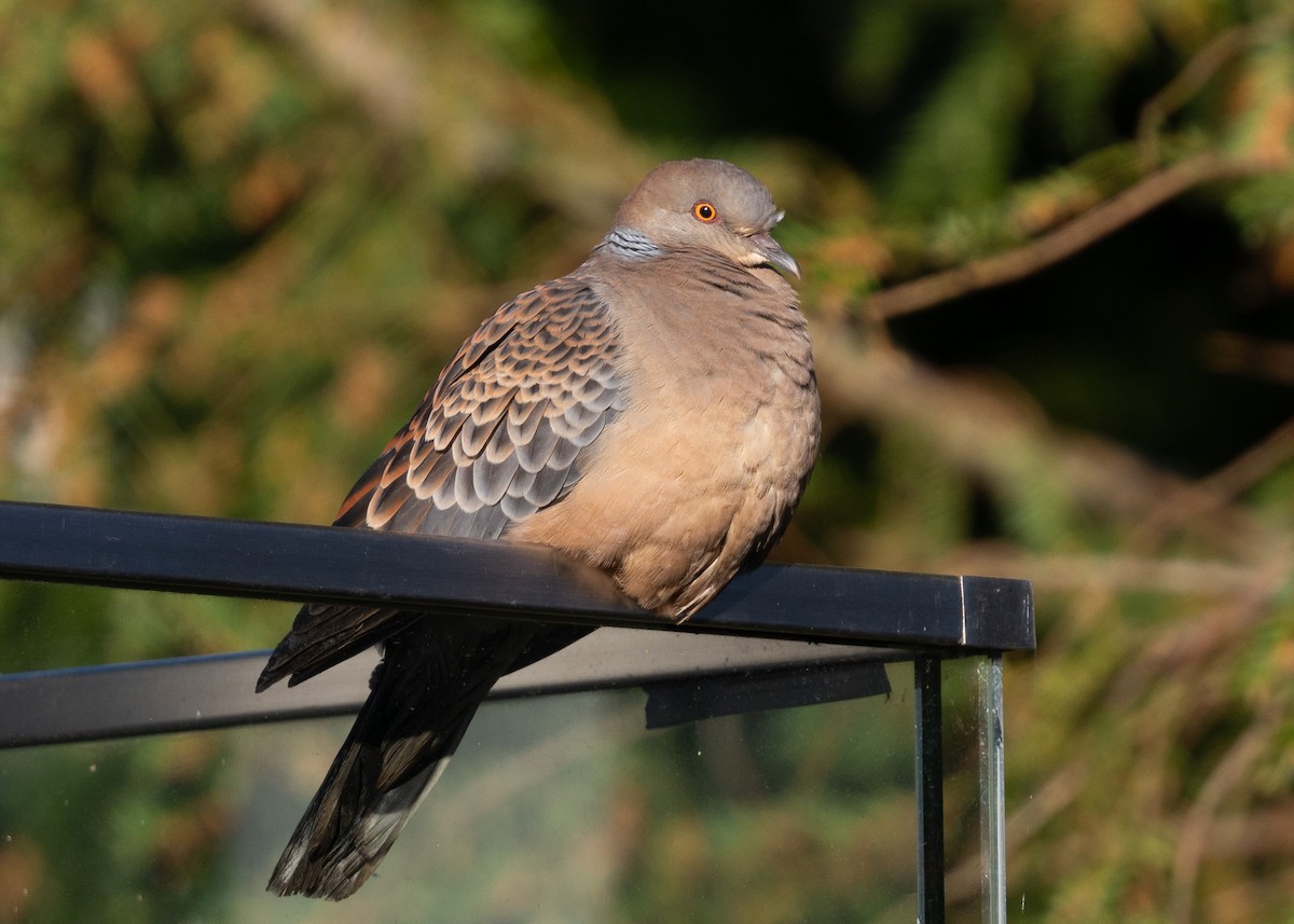 Oriental Turtle-Dove - ML617671593