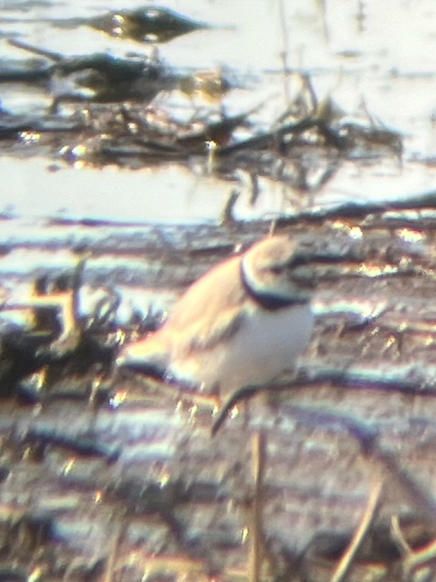 Piping Plover - Troy Shively