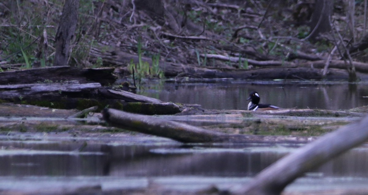 Hooded Merganser - ML617671664